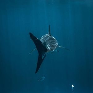 Meet your Posher, Aishah